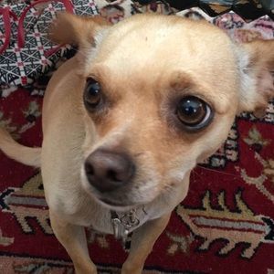 Meet your Posher, Laurie